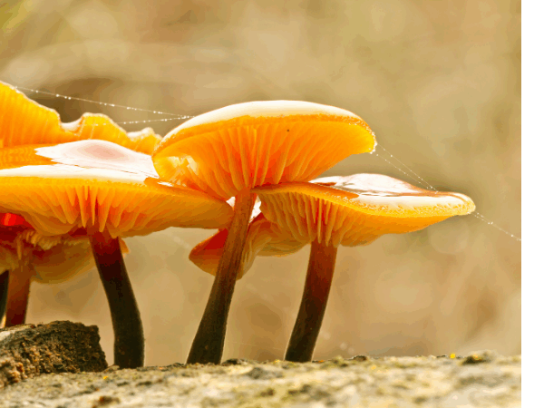 Samtfußrübling 800x450