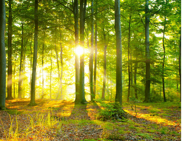 wald 800x450
